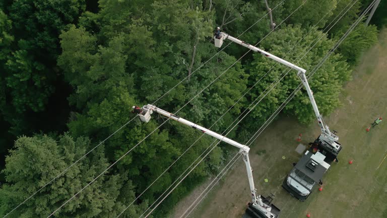 Professional Tree Removal in Savannah, GA